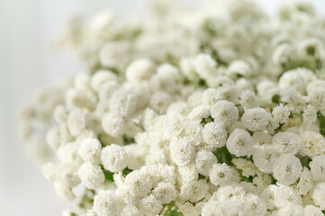 Delicate white flowers clustered together, perfect for enhancing any interior decor or event atmosphere.