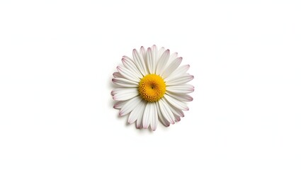 Photorealistic image of a daisy flower isolated on white. White petals with yellow center and soft green leaves. Botanical macro with soft light and natural detail.