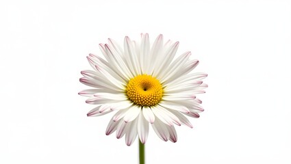 Photorealistic image of a daisy flower isolated on white. White petals with yellow center and soft green leaves. Botanical macro with soft light and natural detail.