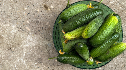 A verdant medley of fresh cucumbers celebrates Pickle Day with crisp vibrance and rustic earthiness...