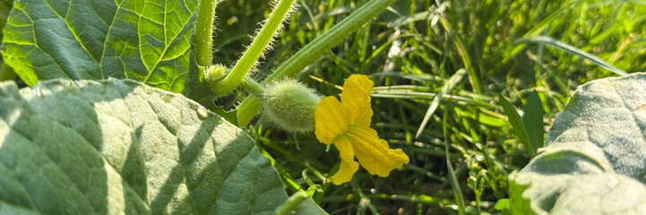 Tiny yellow melon blossom kisses sunlight, embodying fertility and growth during Lughnasadh, promising abundant harvest against vibrant greenery