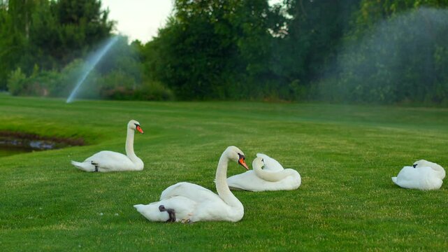 many swans are lying on a green lawn which is watered with automatic irrigation.
Swans in the park and automatic irrigation systems in the background.
Beautiful landscape and wildlife