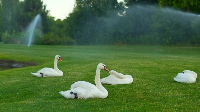 White swans on the helen grass and in the background the automatic watering system of the gahona.
Maintenance of the park territory.
Animals with dadovnichestvo