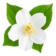 Fototapeta premium Fresh Jasmine Flower with Green Leaves and Natural Shadow, Single Top View, Transparent Background