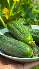 Freshly plucked, dew-kissed cucumbers nestle in a bowl; evoke Earth Day gardening and National Pickle Day zest