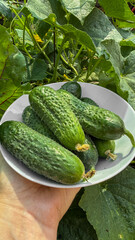 Handful of crisp cucumbers cradled by sunlight, ideal for midsummer feasts or quirky pickle fairs