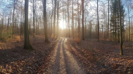 Fototapeta premium Forest panorama with hiking trail and sun shining through trees