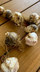 Rustic garlic bulbs entwined with gnarled roots, evoking harvest tales, Lammas celebration, earthy...