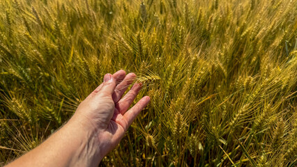 A sun-kissed hand grazes golden barley, capturing Lammas harvest whispers, agrarian dreams, and the alchemy of growth