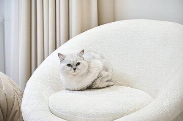A fluffy cat rests comfortably on a soft, round chair in a stylish indoor space with light curtains.