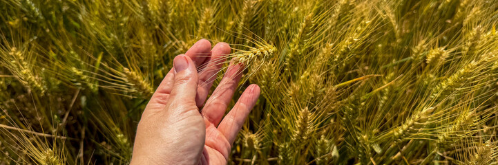 A sun-kissed hand grazes golden wheat, evoking Lammas celebrations and ancient grain rituals in a...