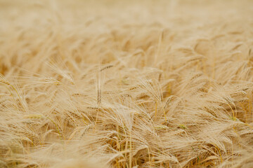 Detailed close-up of a barley field showing ripe golden barley ears ready for harvest. The texture...