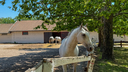 White horse basks under verdant canopy, whispering of ancient Beltane celebrations and rustic...