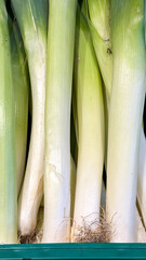 Tall parade of leeks, verdant symphony of harvest, invoke obscure Allium Festival, ritual feast of midsummer's culinary dance