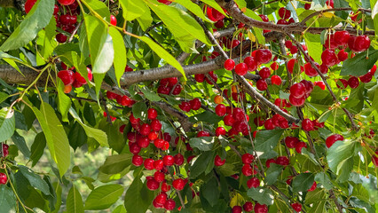 Lush cherry branches dappled in crimson jewels, heralding midsummer's exuberance, echoing Hanami...