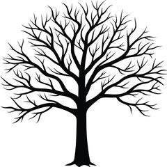 Obraz premium Leafless tree silhouette in evening light silhouette