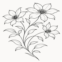 Elegant black ink floral line drawing, clematis flowers with soft curves and flowing composition, vector illustration