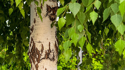 Birch tree bark resembles a wolf's face, green canopy whispering secrets of Beltane's verdant embrace, enchanted forest