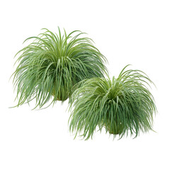 Two lush green ornamental grass plants with flowing blades isolated on transparent background