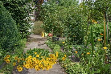 oranienburg, deutschland - stilleben mit sonnenblumen im kleingarten