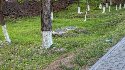 Whitewashed tree trunks punctuate a verdant tapestry, evoking Arbor Day's quiet rituals and the...