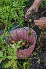 oranienburg, deutschland - hände bei der kartoffelernte im kleingarten