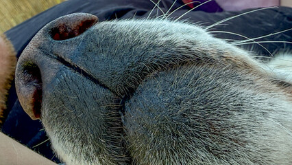 Cozy canine snout close-up, whispering secret dreams, Dog Appreciation Day, whimsical fur textures,...