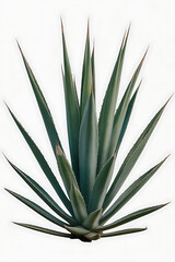 Agave plant with spiky, vibrant green leaves.
