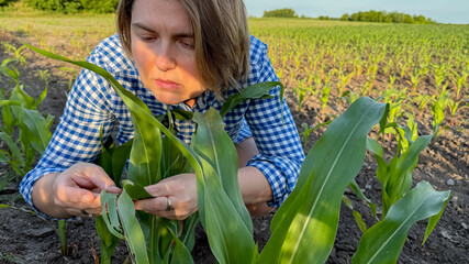 Rural exploration, a Caucasian woman inspects corn leaves, embodying invisible symbiosis of...