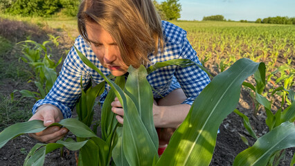 A Caucasian woman examines corn leaves under golden sun, invoking Lammas traditions and the art of...