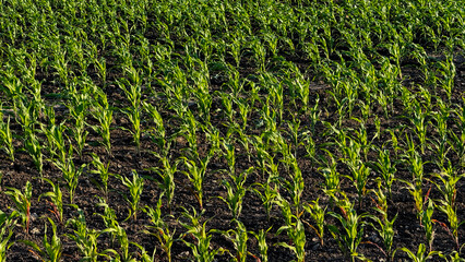 Emerald cornfield symphony under twilight, celebrating Lughnasadh and agrarian mythos, seedlings...