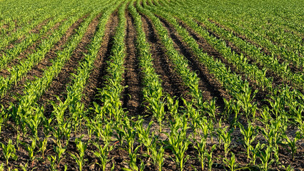 Rows of young corn bask in golden sunlight, celebrating Lughnasadh harvest, whispering tales of...