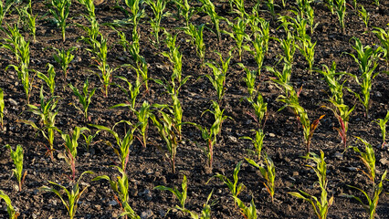 Rows of sprightly corn seedlings dance beneath the golden dawn, echoing Earth Day's renewal, fertile spirit, and root symphony