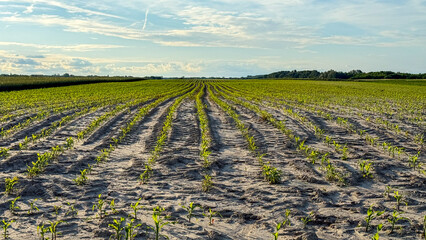 Endless sprouting cornrows greet the horizon, echoing Earth's whispers during Lughnasadh, a mosaic...