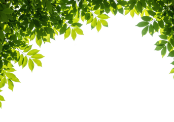 A lush frame of vibrant green leaves is isolated on a transparent background, ideal for spring or summer designs