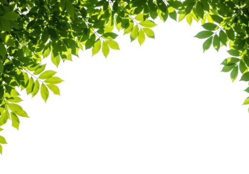 A lush frame of vibrant green leaves is isolated on a transparent background, ideal for spring or summer designs