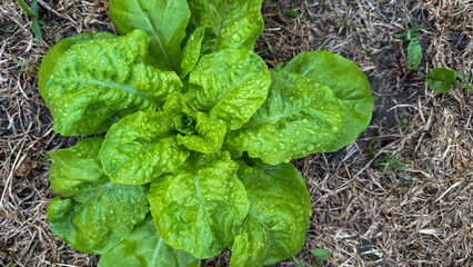 Lush lettuce with dewdrops, embodying Veganuary's crunchy essence, fertile oasis amid winter's...