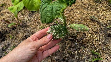 A contemplative gardener's hand inspects a cucumber leaf with mysterious spots problems, evoking...