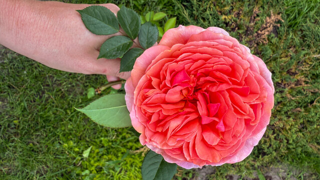 A lush coral rose held by a hand whispers tales of Bloomsday reverie and solstice botany magic