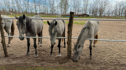 Gray horses gather expectantly by rustic fence, evoking equestrian dreams, Earth Day harmony, and...