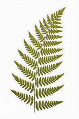 Detailed fern frond, vibrant green.
