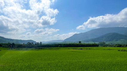 Fototapeta premium Idyllic emerald rice paddies bask under a cobalt sky, whispering tales of harvest festivals like Pongal and Tet