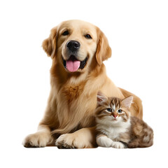Fototapeta premium Friendly golden retriever dog and cute kitten sitting together isolated on transparent background