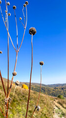 Withering wildflowers sway under azure skies, whispering secrets of forgotten Equinox rituals and...