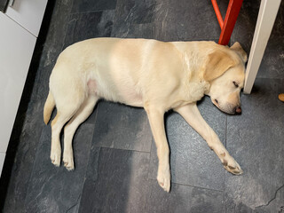Golden Labrador slumbers on cool slate kitchen floor, embodying tranquil bliss of Lazy Day and...