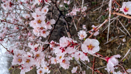 Delicate almond blossoms drenched in morning dew, evoking Hanami serenity and whispering tales of...