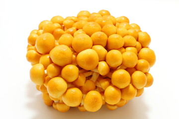 株とりなめこ（新潟県産）