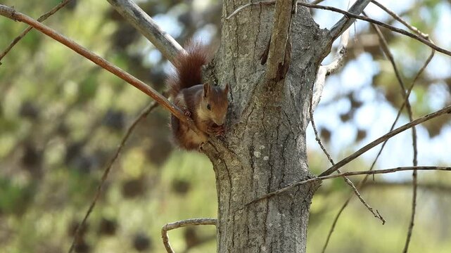 Ardilla roja Sciurus vulgaris con hueso de albaricoque en las manos, Alcoy, Espa&ntilde;a