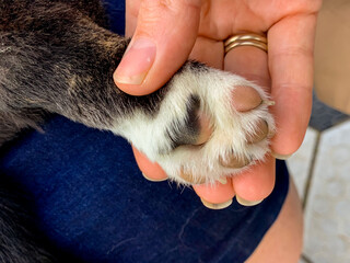Gentle clasp of a feline paw meets human hand, evoking World Cat Day's mystical bond and tactile...