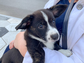 Floppy-eared puppy snug in a cozy embrace, celebrating Pawgust with canine cuddles and vibrant...